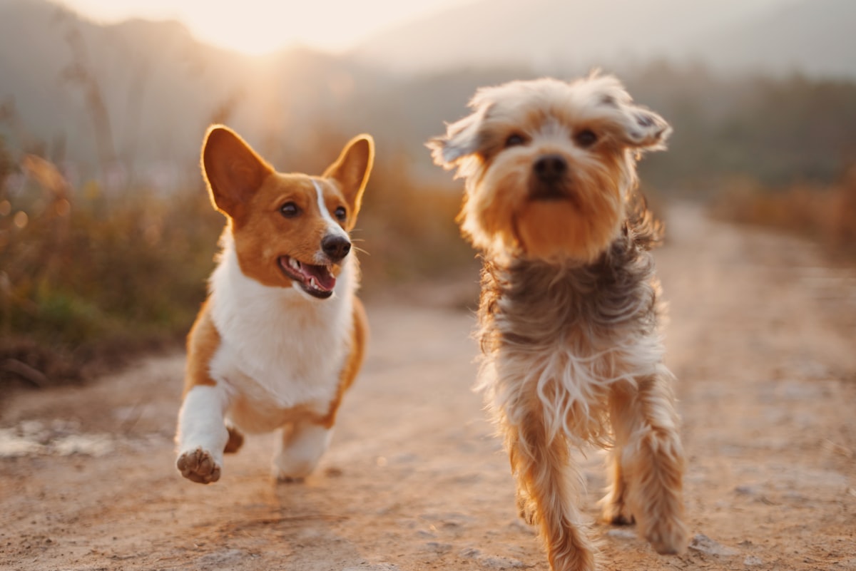 A calm dog beside a seated owner